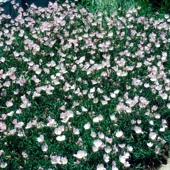 Oenothera speciosa 'Rosea' (004233)