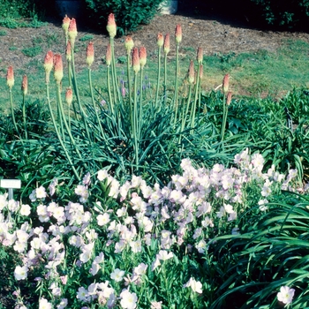 Oenothera speciosa 'Rosea' (004235)