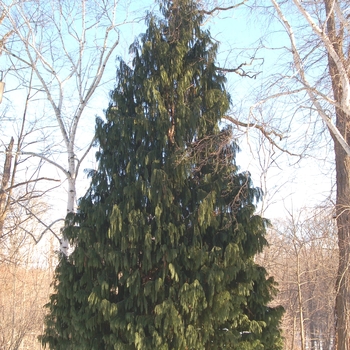 Chamaecyparis nootkatensis 'Pendula' (004253)