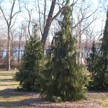 Chamaecyparis nootkatensis 'Pendula' (004255)