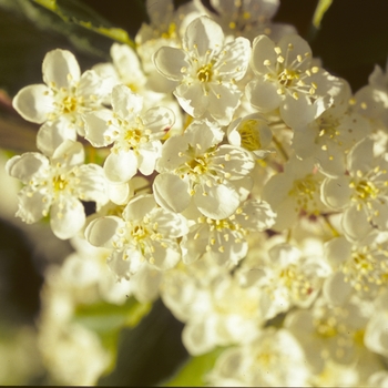 Sorbus alnifolia '' (004267)