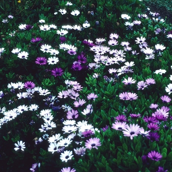 Osteospermum 'Passion Mix' (004272)