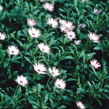 Osteospermum 'Sunny® Silvia' (004280)