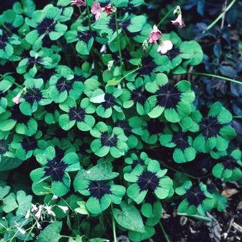 Oxalis deppei '' (004296)