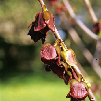 Asimina triloba '' (004307)