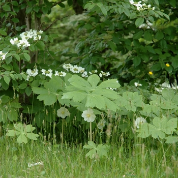 Viburnum plicatum '' (004308)