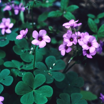 Oxalis violacea '' (004315)