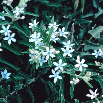 Tweedia caerulea '' (004318)