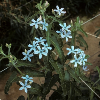 Tweedia caerulea '' (004320)