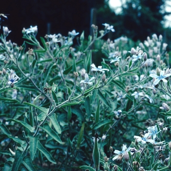 Tweedia caerulea 'Heavenborn' 