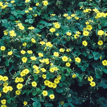 Oxalis valdiviensis 'Lucky Gold' (004325)