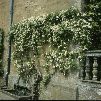 Clematis montana '' (004331)