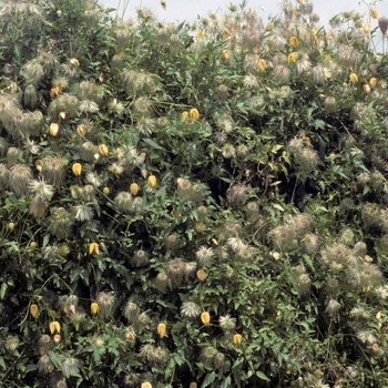 Clematis tangutica '' (004333)