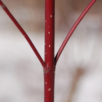 Cornus sericea '' (004339)