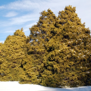 Chamaecyparis pisifera 'Filifera Aurea' (004341)