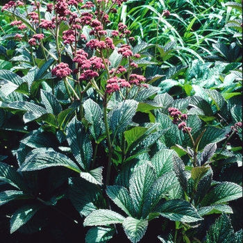 Rodgersia pinnata 'Superba' (004359)