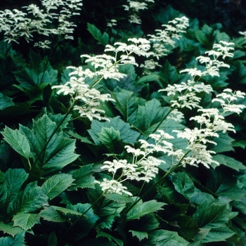 Rodgersia podophylla '' (004362)