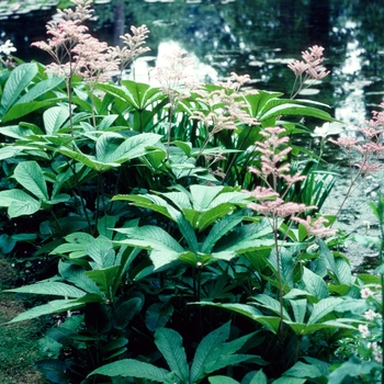 Rodgersia sambucifolia '' (004363)