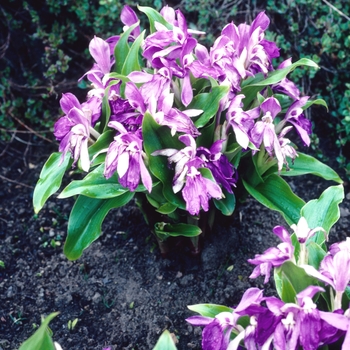 Roscoea humeana '' (004368)