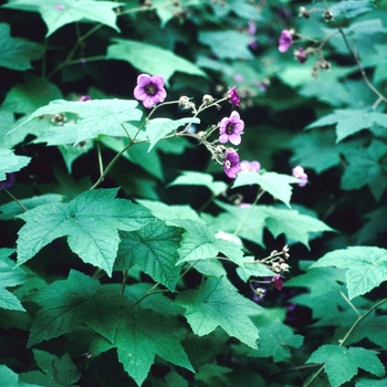 Rubus odoratus '' (004375)