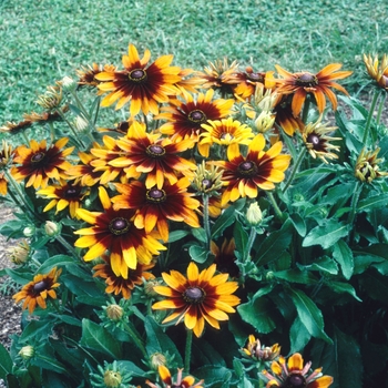 Rudbeckia hirta 'Autumn Colors' (004381)