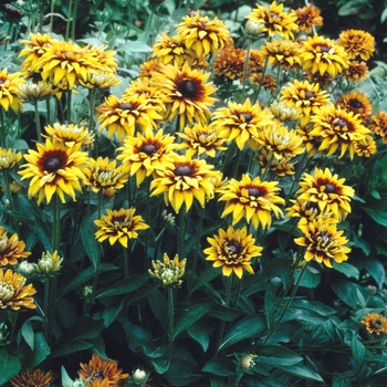 Rudbeckia hirta 'Cherokee Sunset' (004383)