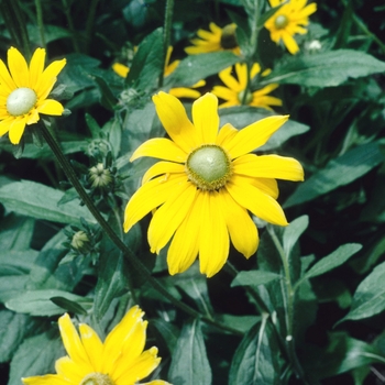 Rudbeckia hirta 'Irish Eyes' (004386)