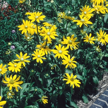 Rudbeckia hirta 'Irish Eyes' (004387)