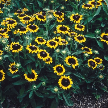 Rudbeckia hirta 'Sonora' (004389)