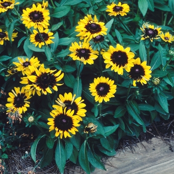 Rudbeckia hirta 'Sonora' (004390)