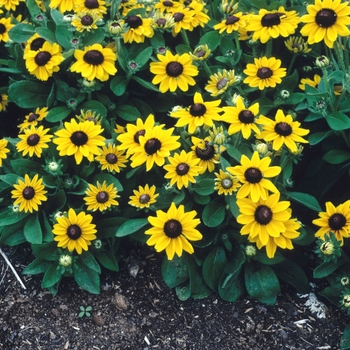 Rudbeckia hirta 'Summer Light' (004392)