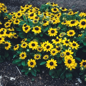 Rudbeckia hirta 'Summer Light' (004393)