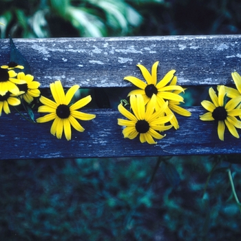 Rudbeckia triloba '' (004398)