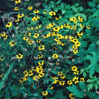 Rudbeckia triloba '' (004399)