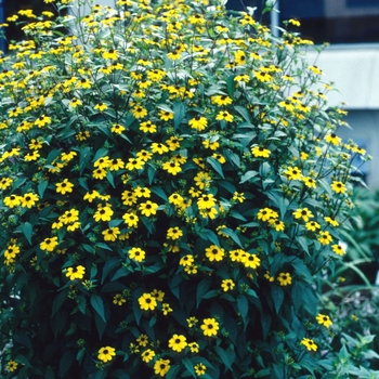 Rudbeckia triloba '' (004400)