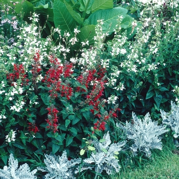 Salvia coccinea 'Scarlet' (004421)