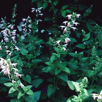 Salvia coccinea 'Coral Nymph' (004422)