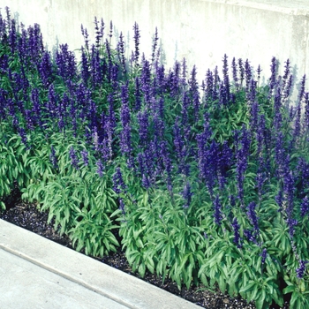 Salvia farinacea 'Rhea™' (004429)