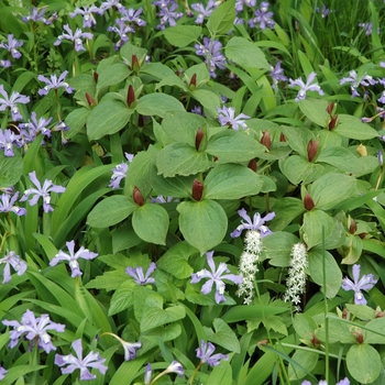 Trillium sessile '' (004430)