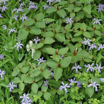 Trillium sessile '' (004432)