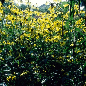 Ratibida pinnata '' (004437)