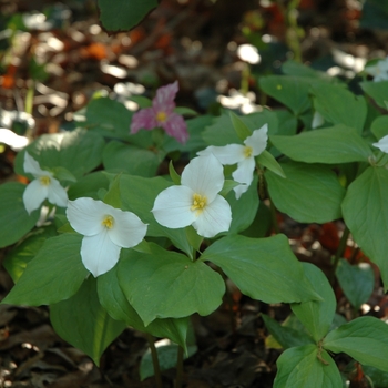 Trillium grandiflorum '' (004438)