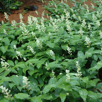 Smilacina racemosa '' (004440)