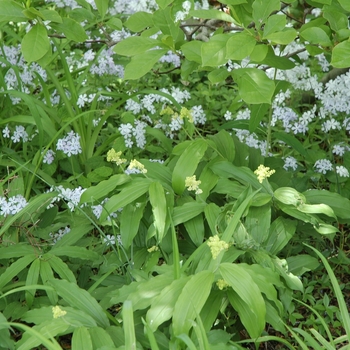 Smilacina racemosa '' (004441)