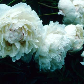 Paeonia mlokosewitschii '' (004446)