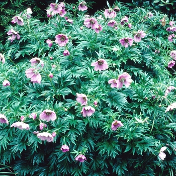 Paeonia veitchii '' (004448)