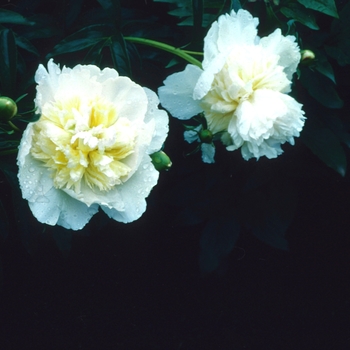 Paeonia lactiflora 'Honey Gold' (004464)