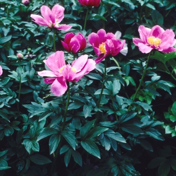 Paeonia lactiflora 'Nadia' (004470)