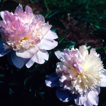 Paeonia 'Raspberry Sundae' (004471)