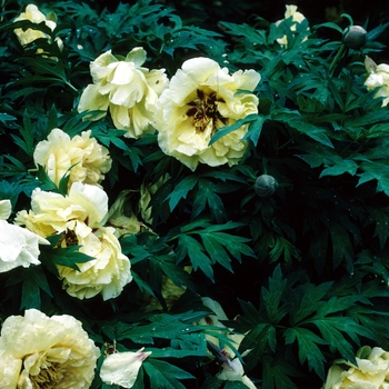 Paeonia suffruticosa '' (004487)